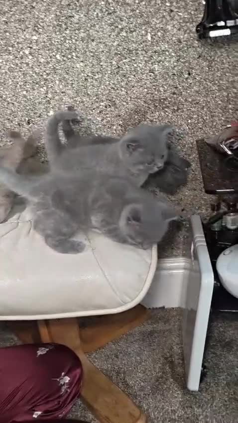 British Shorthair cats for sale: British Shorthair kitten  - Video 1