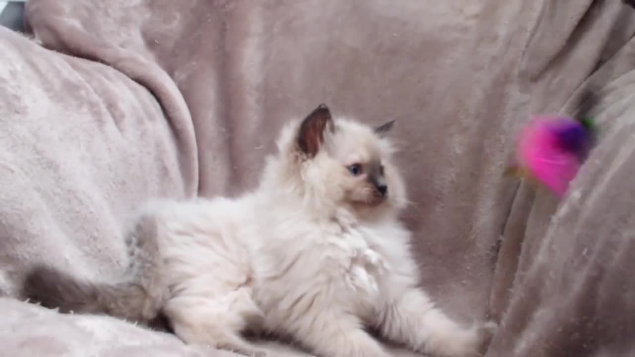 Ragdoll cats for sale: GCCF PET/ACTIVE KITTENS CHAMPION IMP BLOODLINES - Video 2