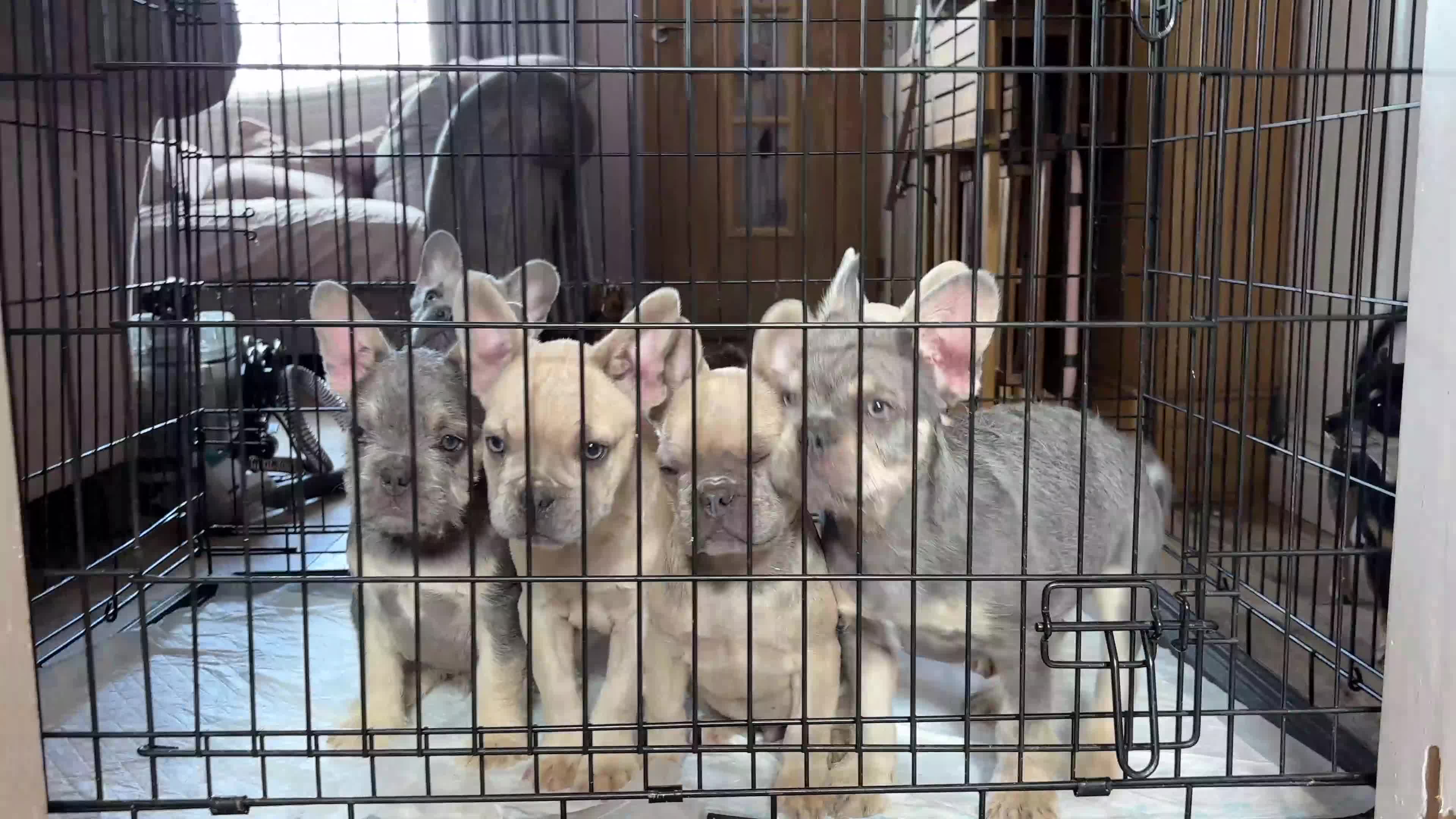 French Bulldog dogs for sale: French Bulldogs  - Video 2
