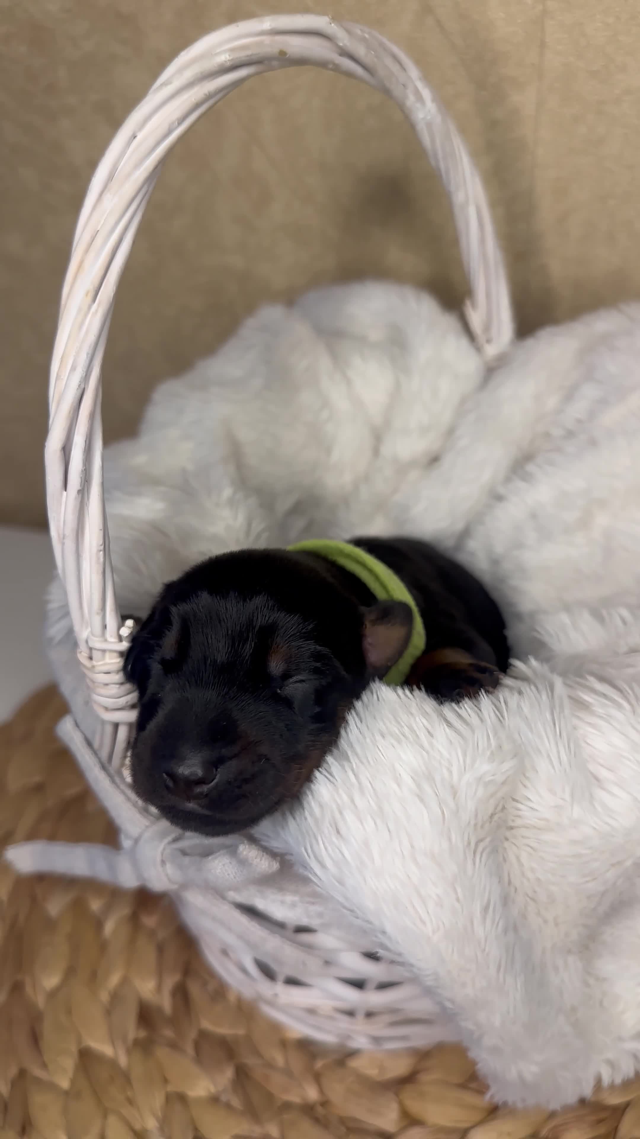 Dobermann dogs for sale: Champion Bloodline Doberman Puppies in Manchester - Video 2