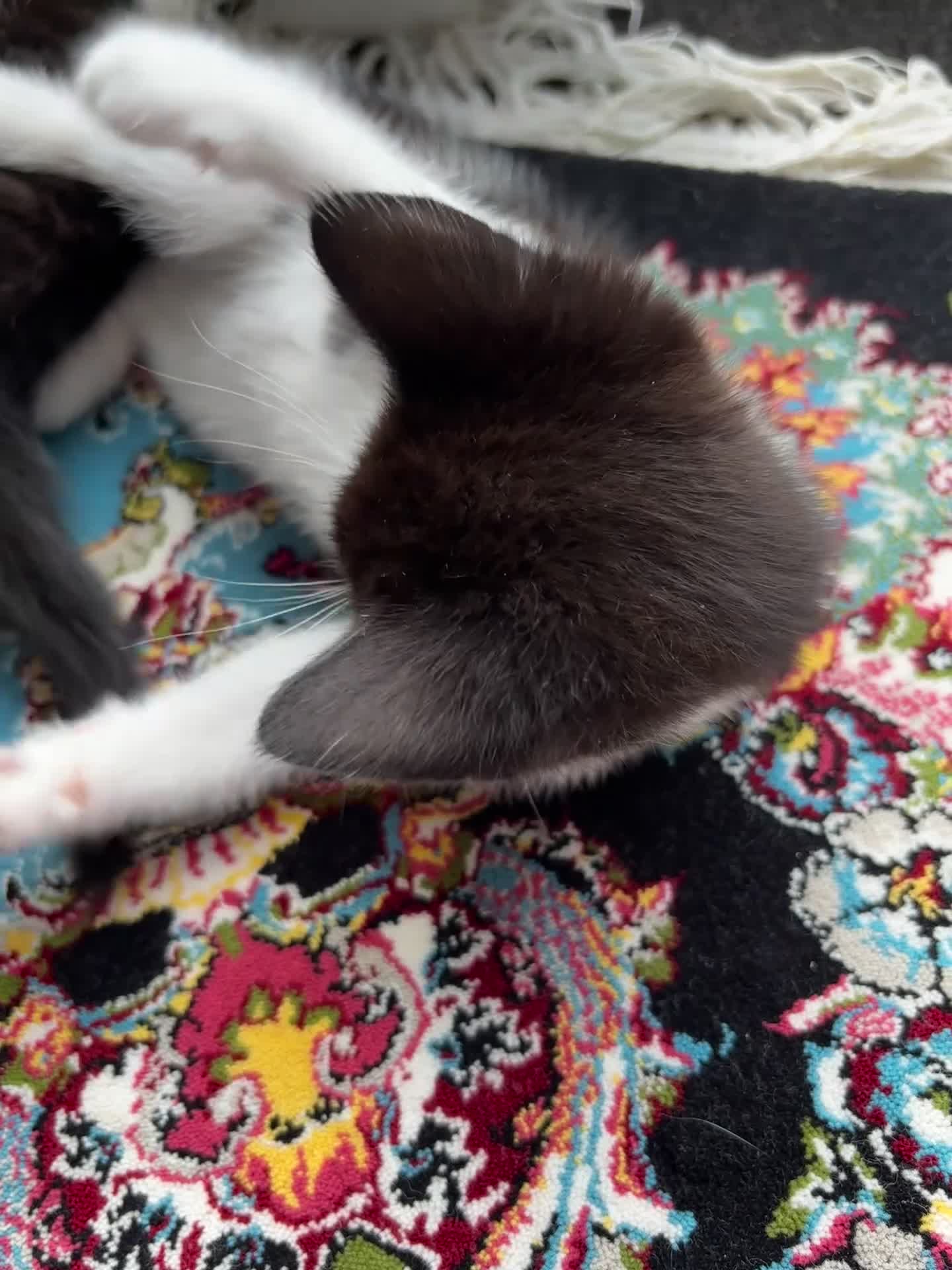 Domestic Shorthair cats for sale: Female Domestic shorthair black and white 8 weeks - Video 1