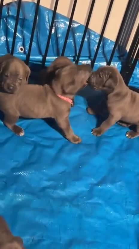 Cane Corso dogs for sale: Pure Blue Cane Corso puppies for sale - Video 3