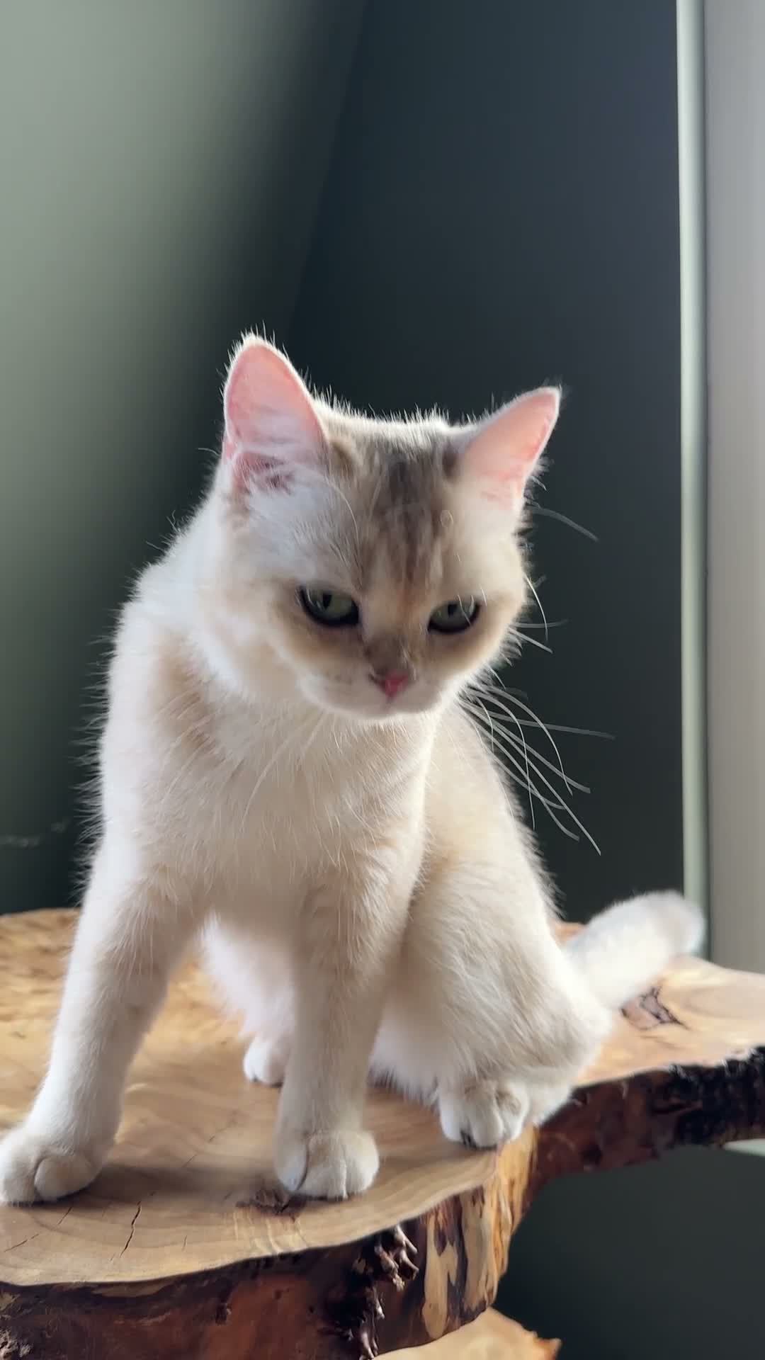 British Shorthair cats for sale: Vlastar Lux Queen- BSH Blue Golden Sunshine av 12 - Video 2