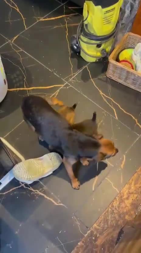 Mixed Breed dogs for sale: Lakeland Cross jagd pups  - Video 2