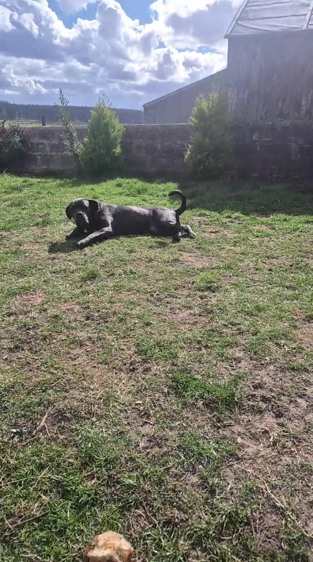 Cane Corso dogs for sale: **** Blue Cane Corso Female, 2 yrs old **** in Fochabers - Video 1