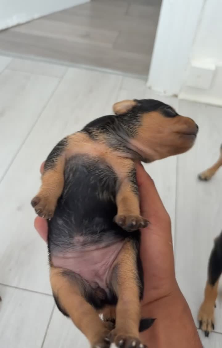 Mixed Breed dogs for sale: Beautiful Black & Tan Miniature Pinscher Puppies - Video 2