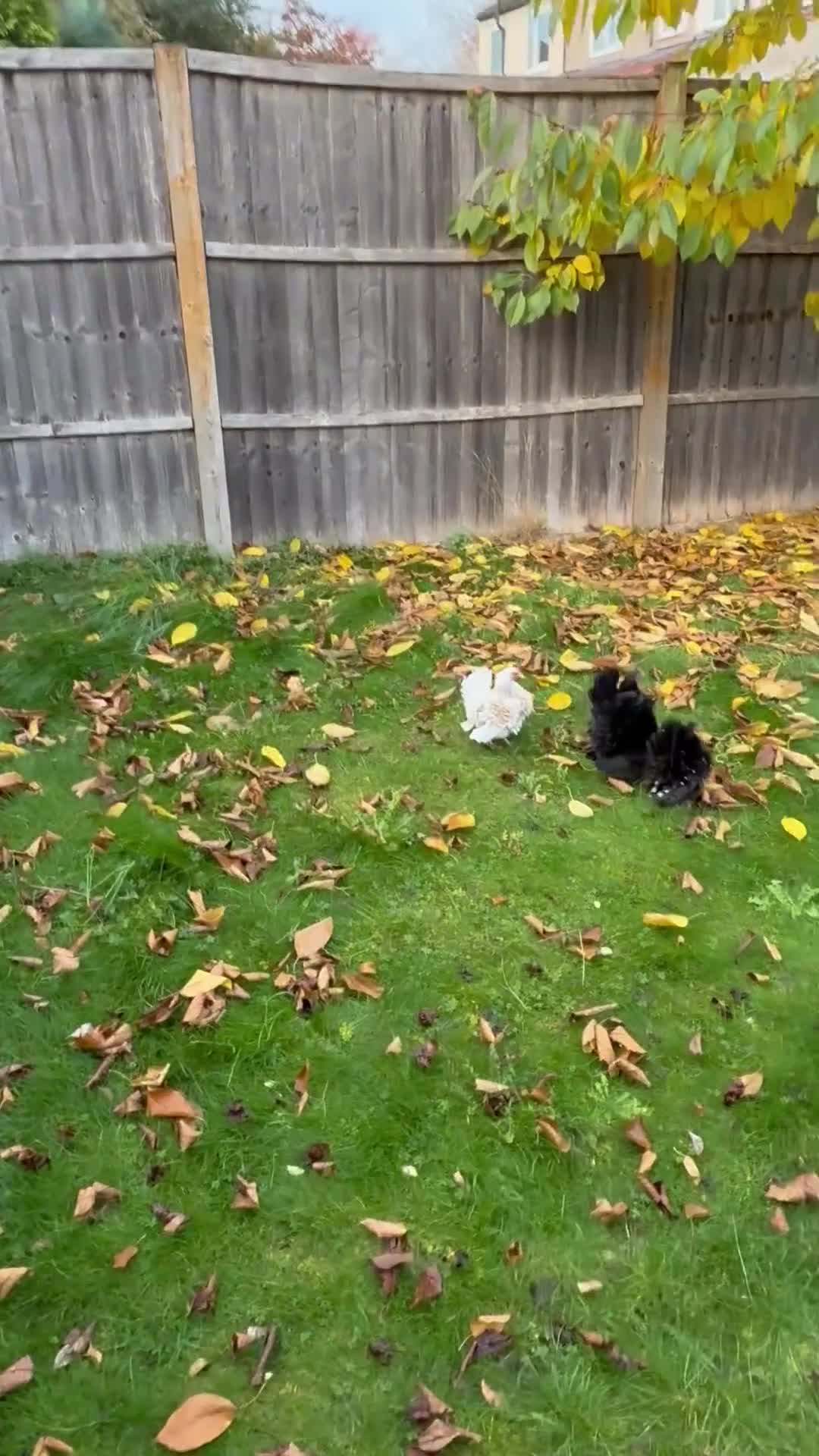 Mixed Breed birds for sale: Pure breed Serama male from show stock - Video 1