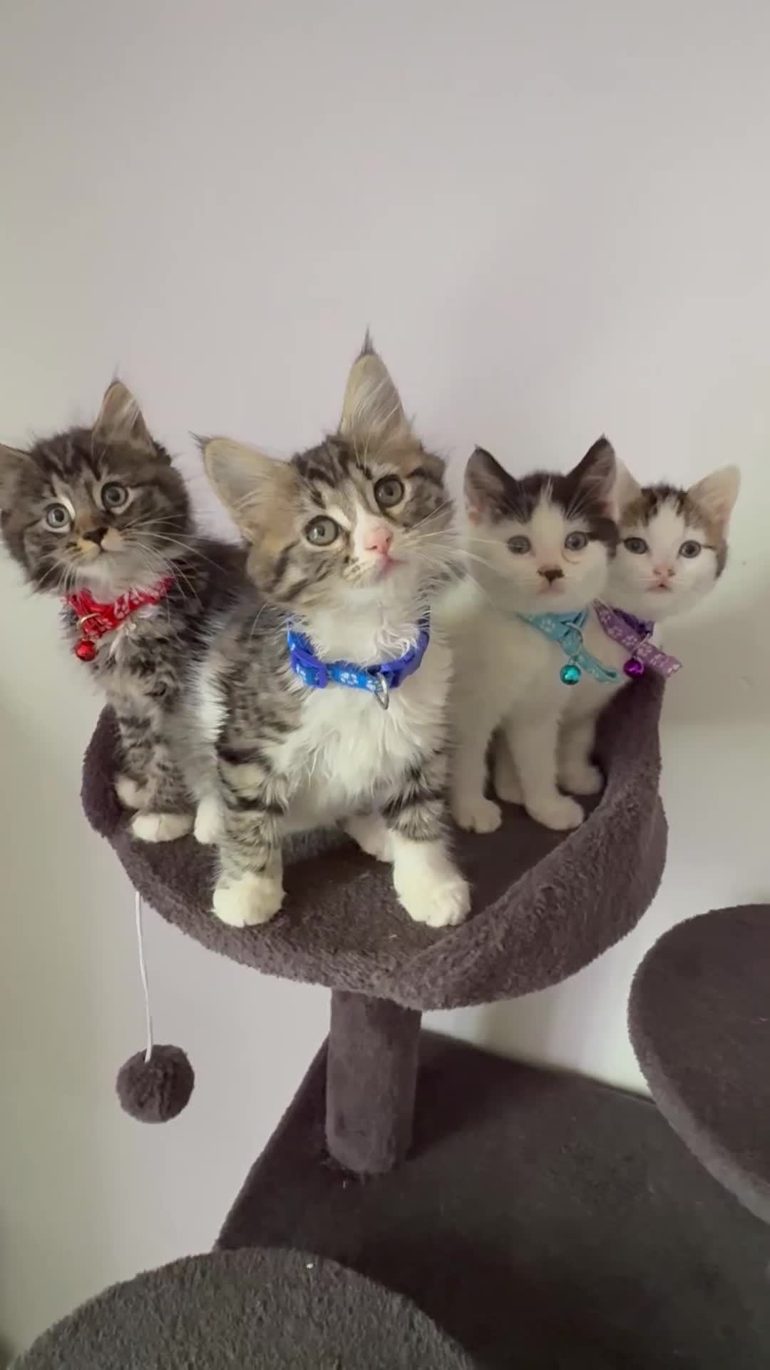 Ragcoon cats for sale: RAGCOONS ragdoll mainecoons  - Video 1