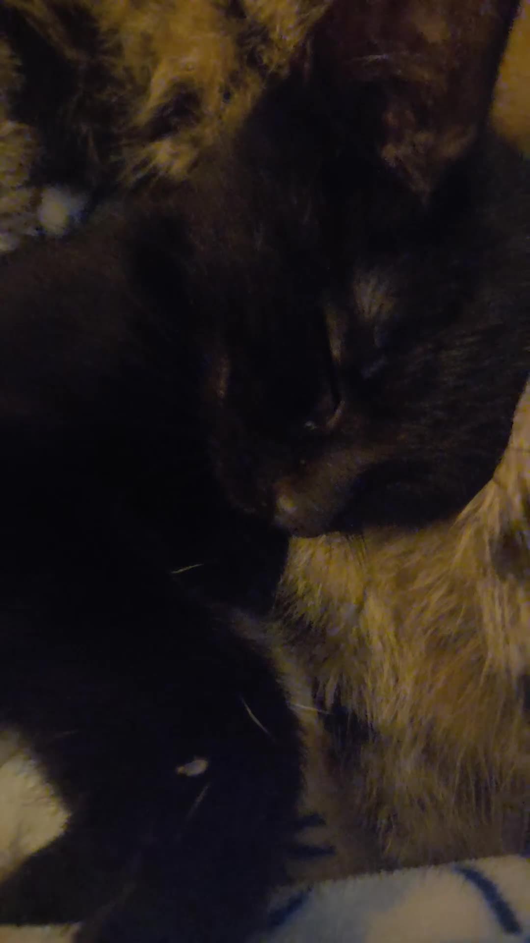 Mixed Breed cats for sale: Binx 🐈‍⬛️ all black male - Video 3