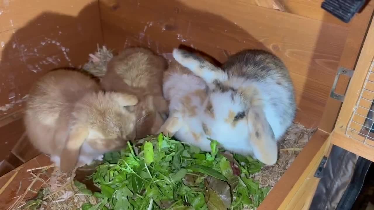 Mixed Breed rabbits for sale: *All Rabbits Pending Sale* - Video 1