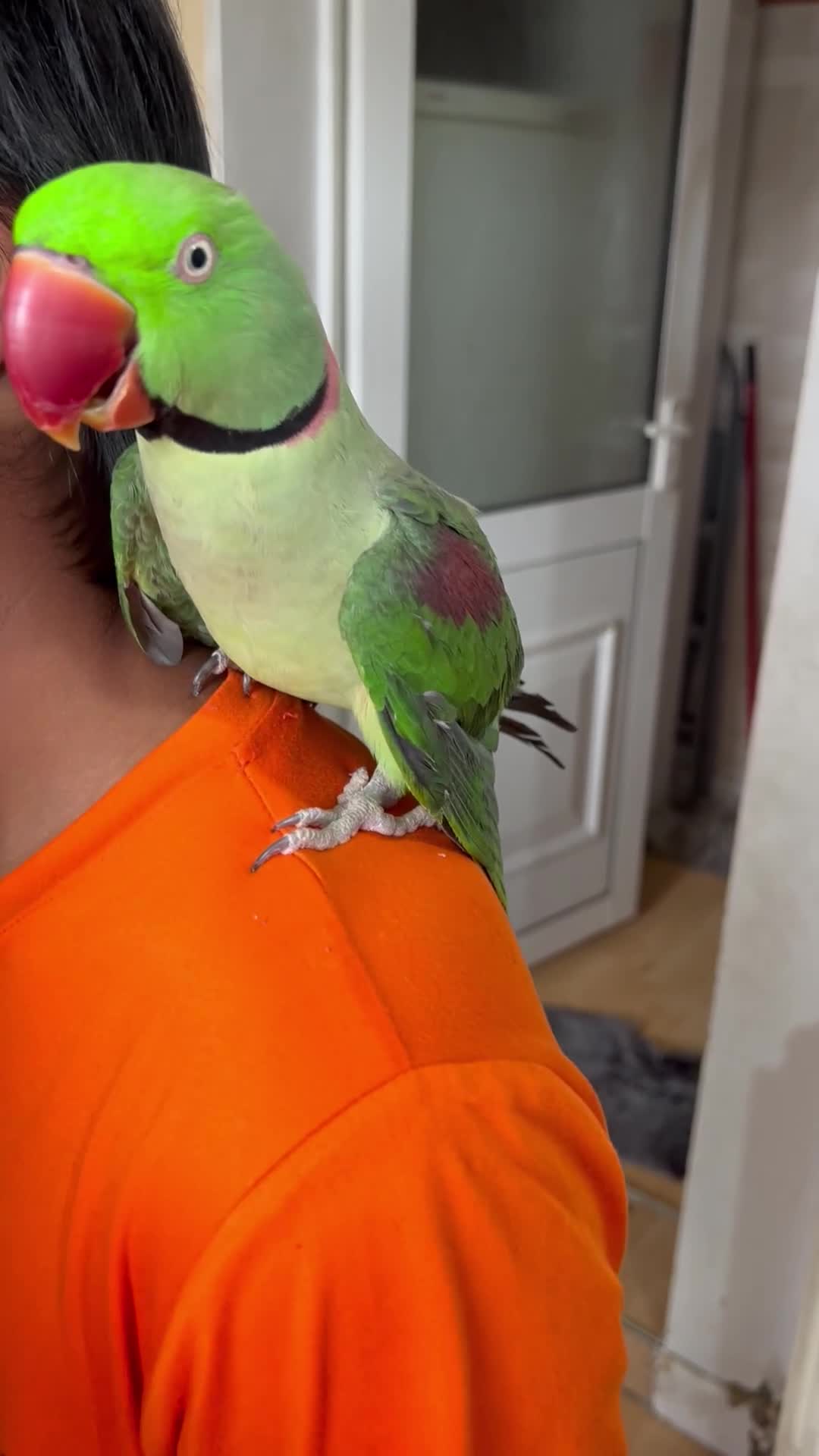 Parrots birds for sale: Alexandrine male - Video 1