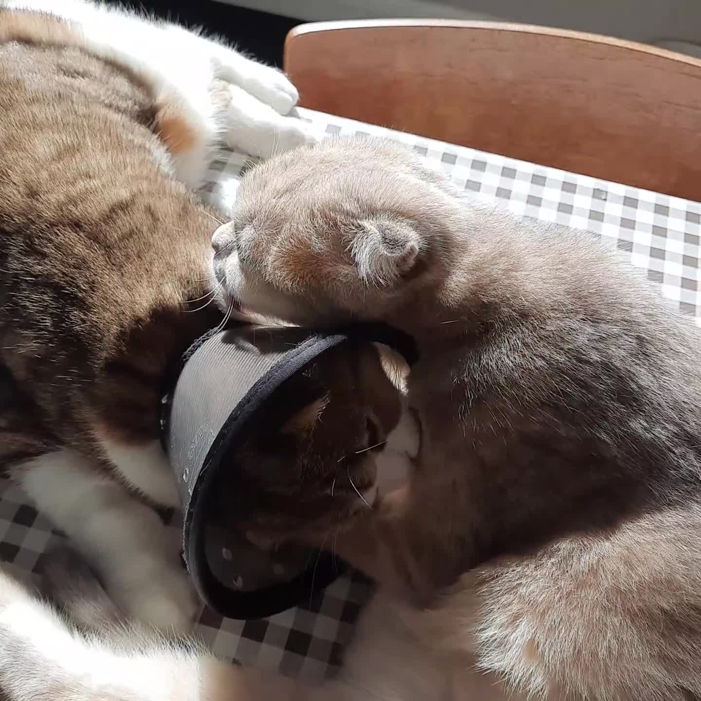 Scottish Fold cats for sale: TICA Reg: Scottish Fold Neutered Girl Kittens - Video 2