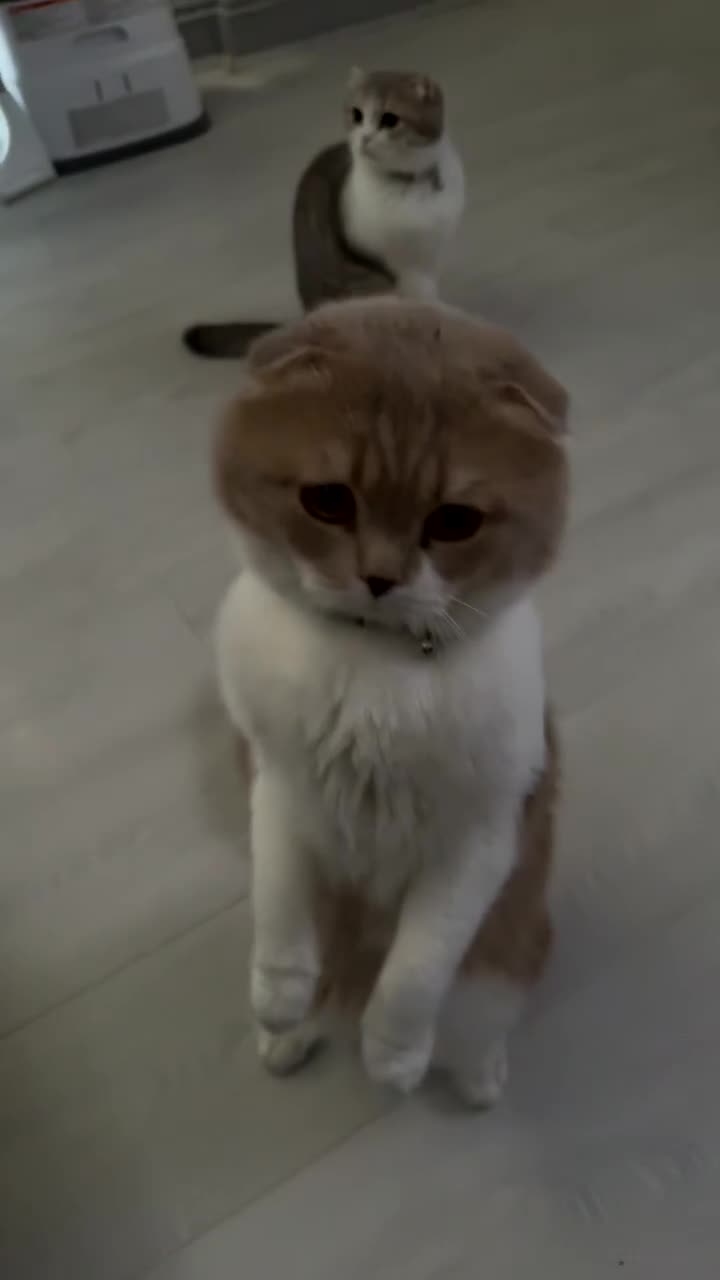 Scottish Fold cats for sale: 🐾 BEAUTIFUL SCOTTISH FOLD KITTENS – £695 EACH 🐾 in Ilford - Video 2