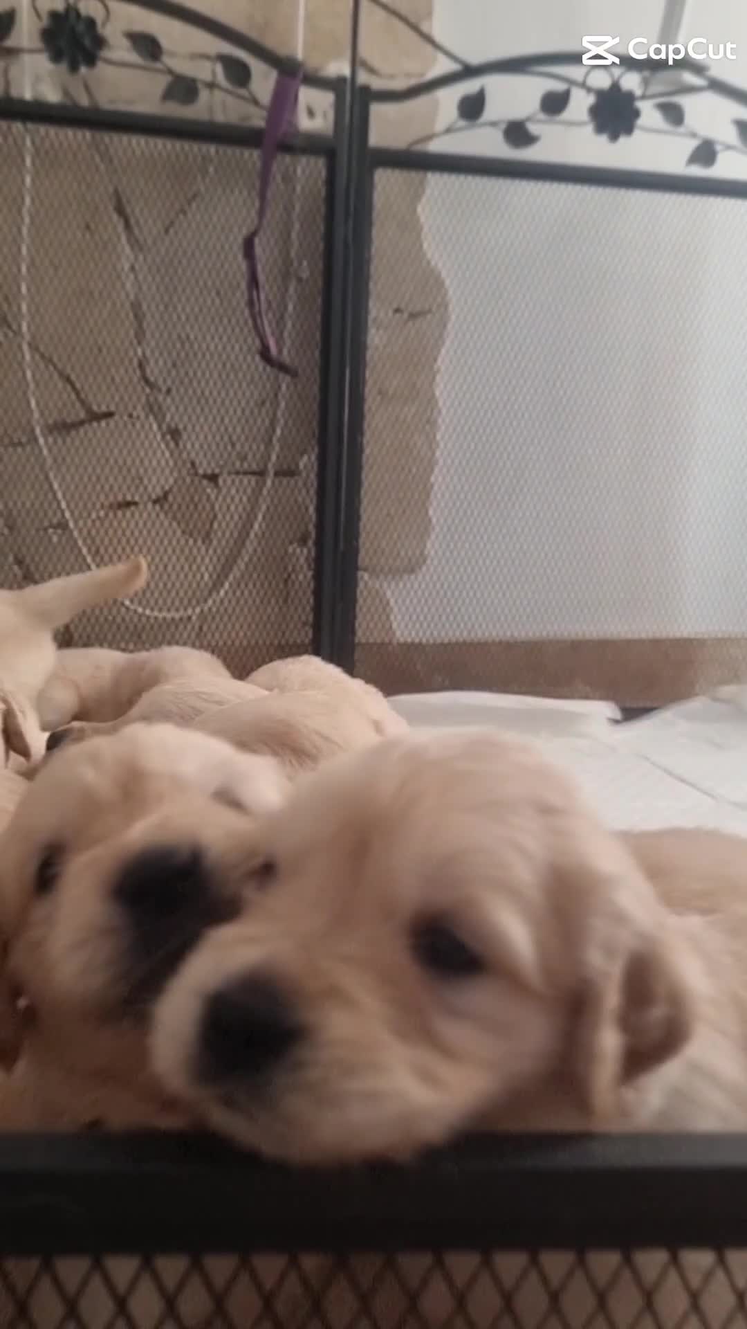 Golden Retriever dogs for sale: KC Reg Golden Retriever Puppies – Champion Lines  - Video 1
