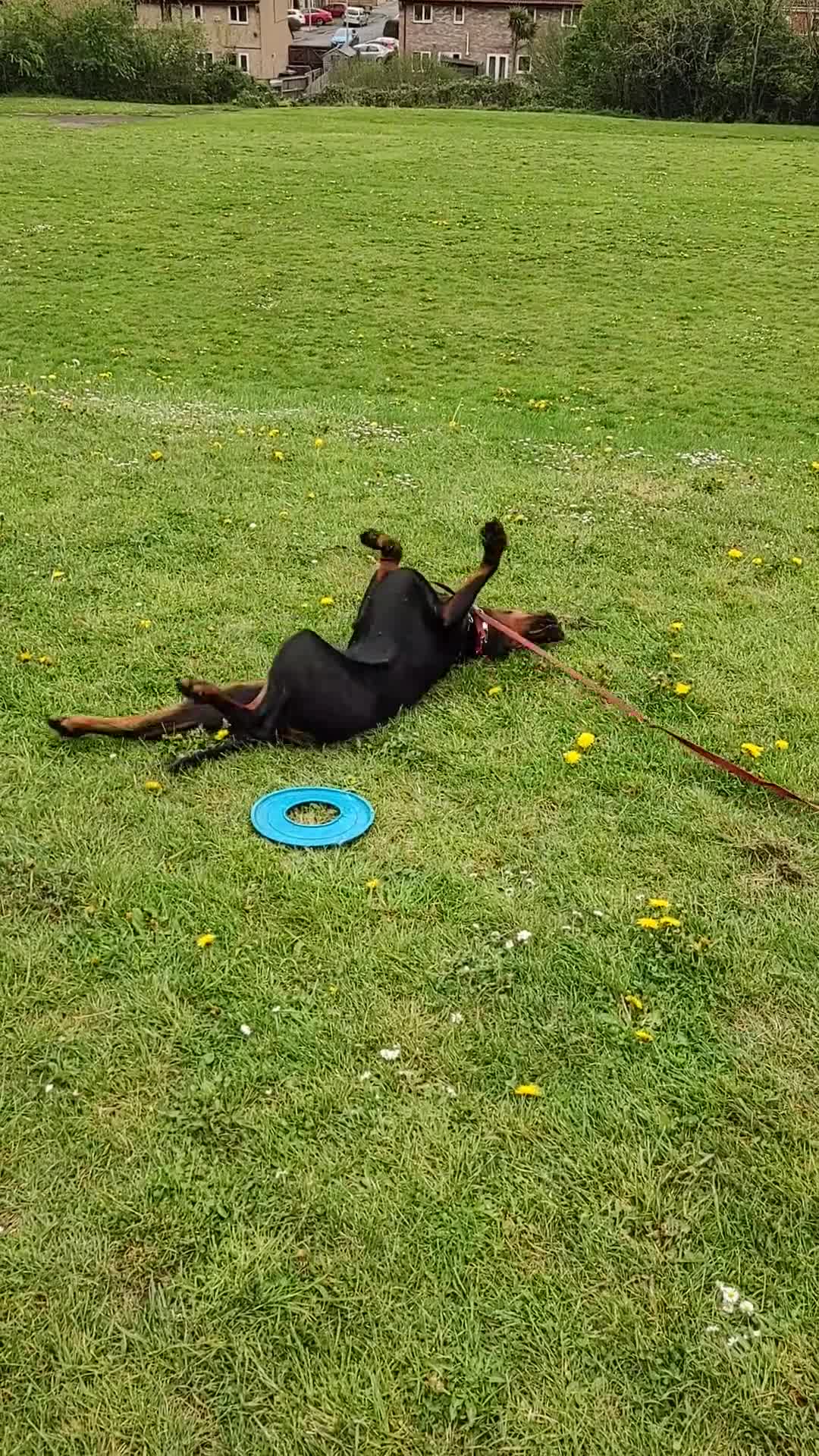 Dobermann dogs for sale: 4 year old Male Doberman looking for forever home - Video 1