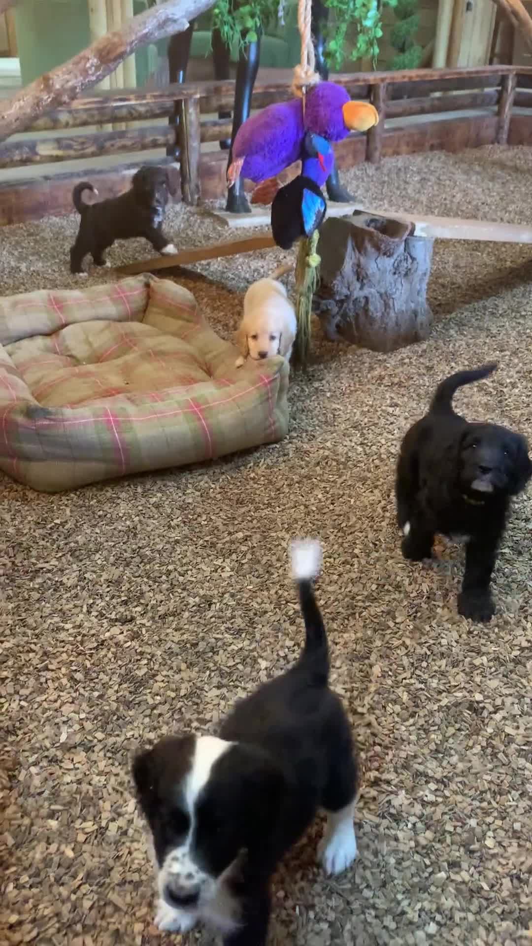 Bernedoodle dogs for sale: Midi Medium Bernedoodle Puppies  - Video 3