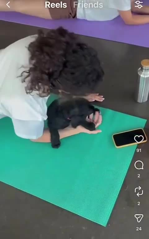 Sprocker dogs for sale: Available now! Sprocker Spaniel puppies - Video 2