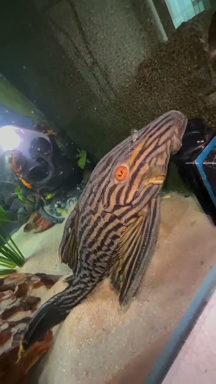 Plecos fish for sale: Watermelon Panaque Pleco L330 in Manchester - Video 1