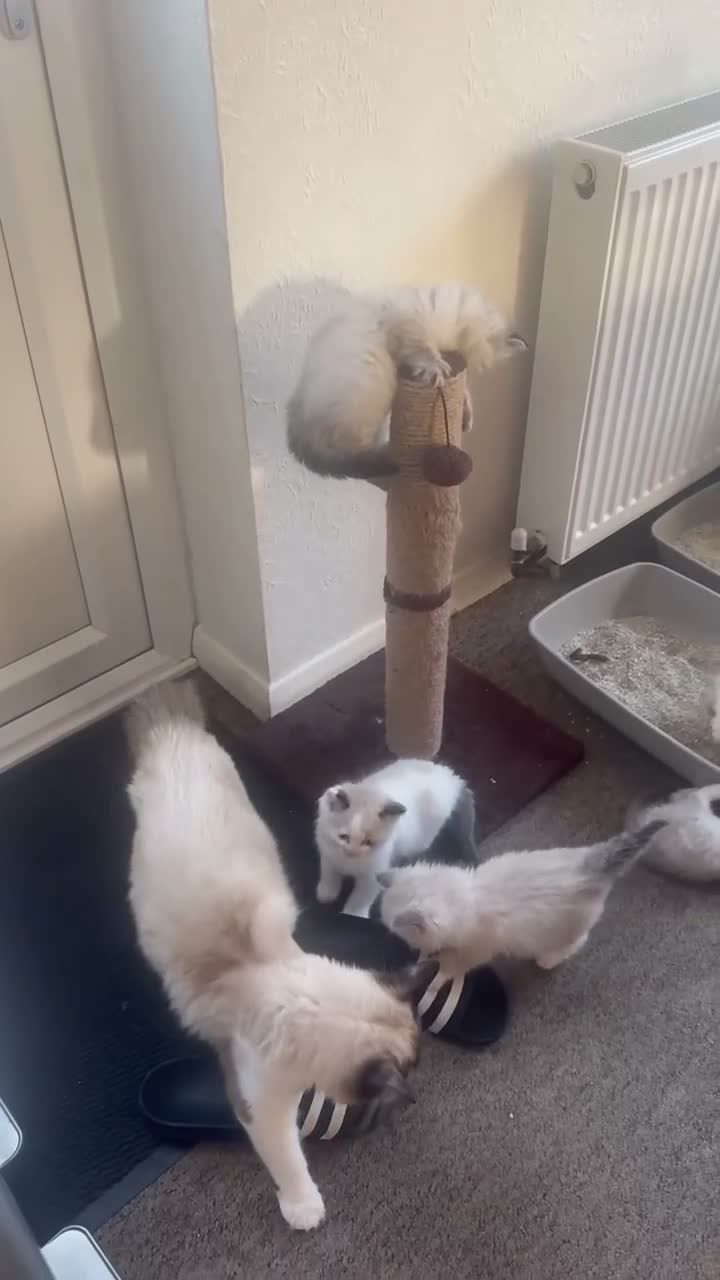Ragdoll cats for sale: 6 adorable pure-ragdoll Kittens for sale in Walton-on-Thames - Video 1