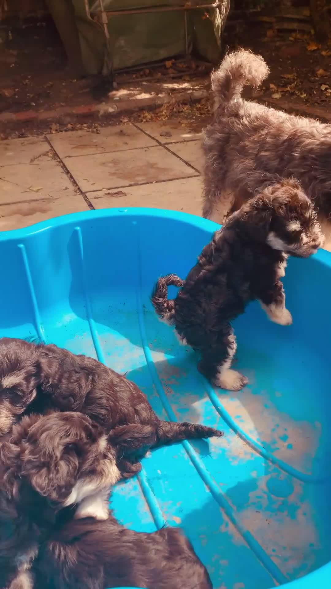 Miniature Schnauzer dogs for sale: 🐾Stunning Miniature Schnauzer Puppies 🐾 - Video 1