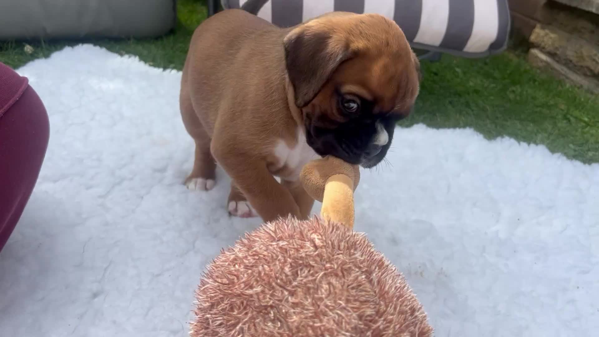Boxer dogs for sale: Gorgeous litter of boxer puppies 🐶  - Video 4