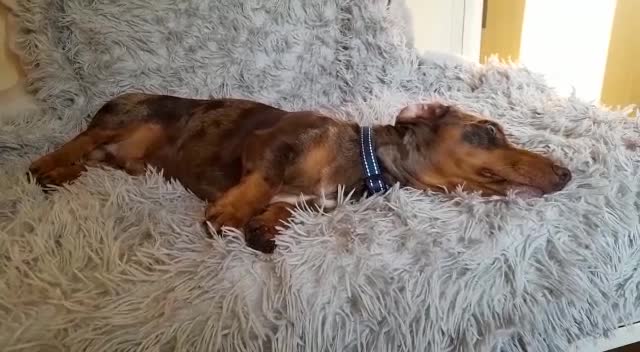 Miniature Dachshund dogs for stud: KC Chocolate dapple boy for stud very gentle. in Skegness - Video 1