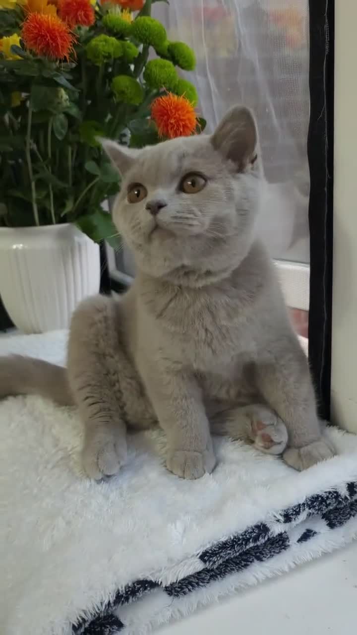 British Shorthair cats for sale: 💜 Lilac British Shorthair Kittens 💜 - Video 4