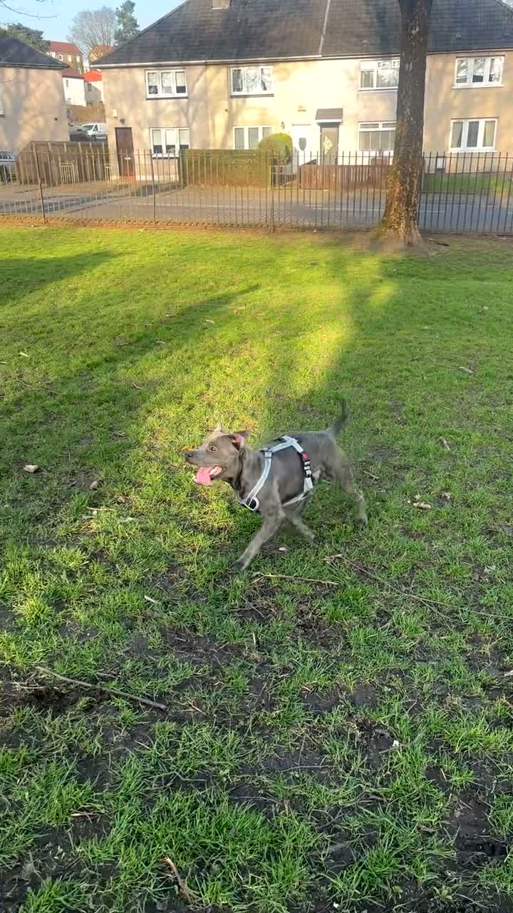 Staffordshire Bull Terrier dogs for sale: One year old Staffy - Video 1