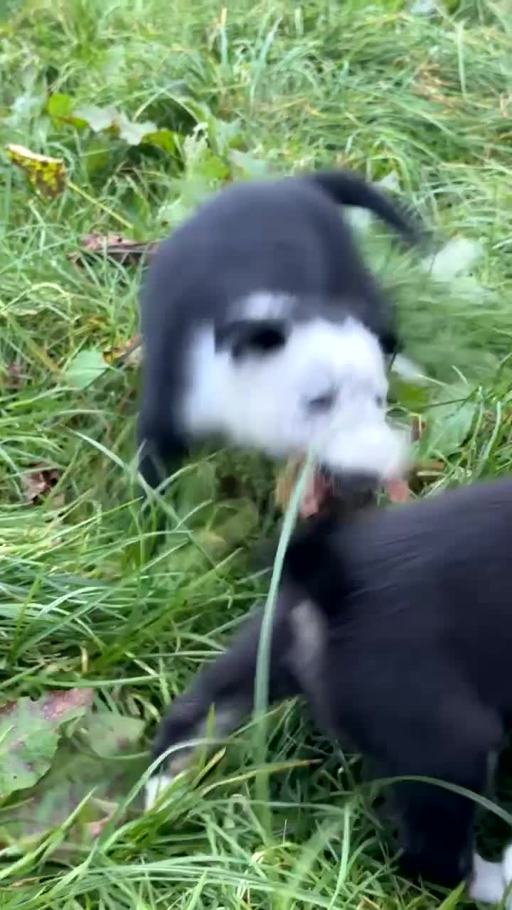 Border Collie dogs for sale: Border collie pups - Video 1