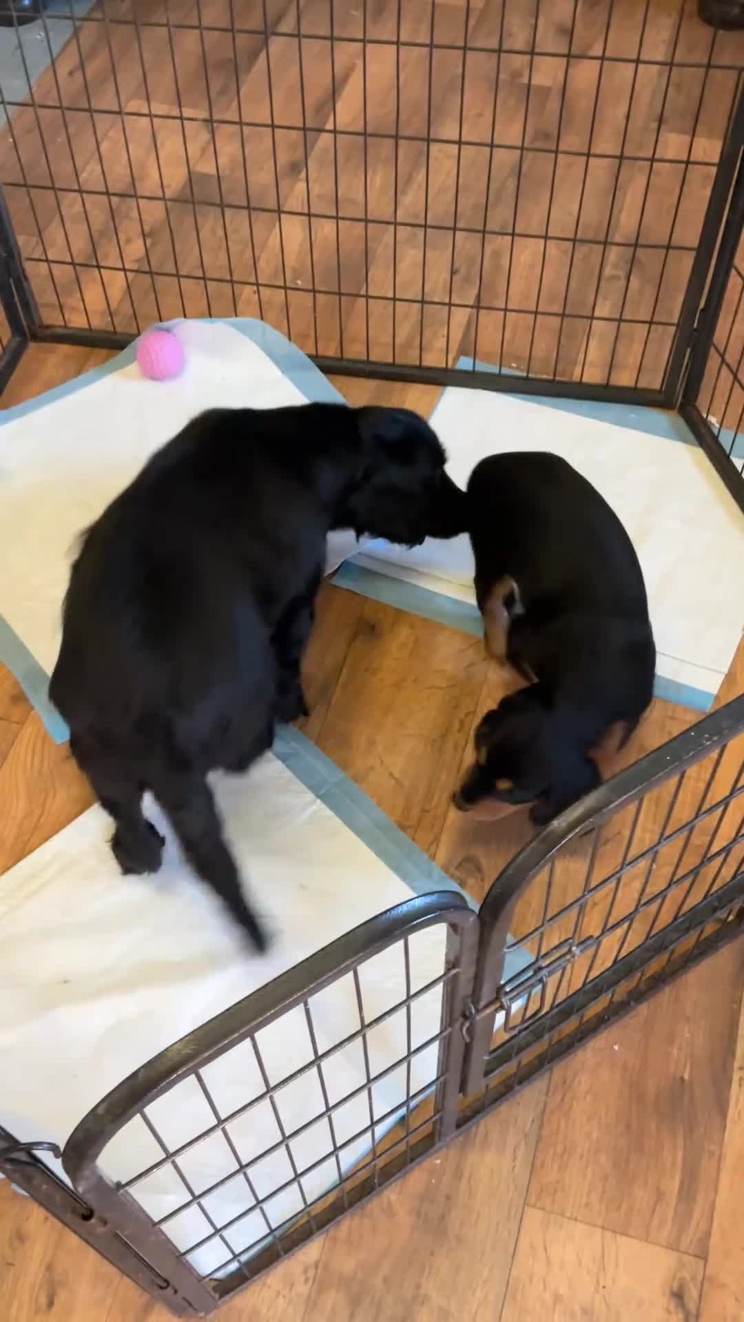 Cockalier dogs for sale: Cockalier  in Doncaster - Video 2