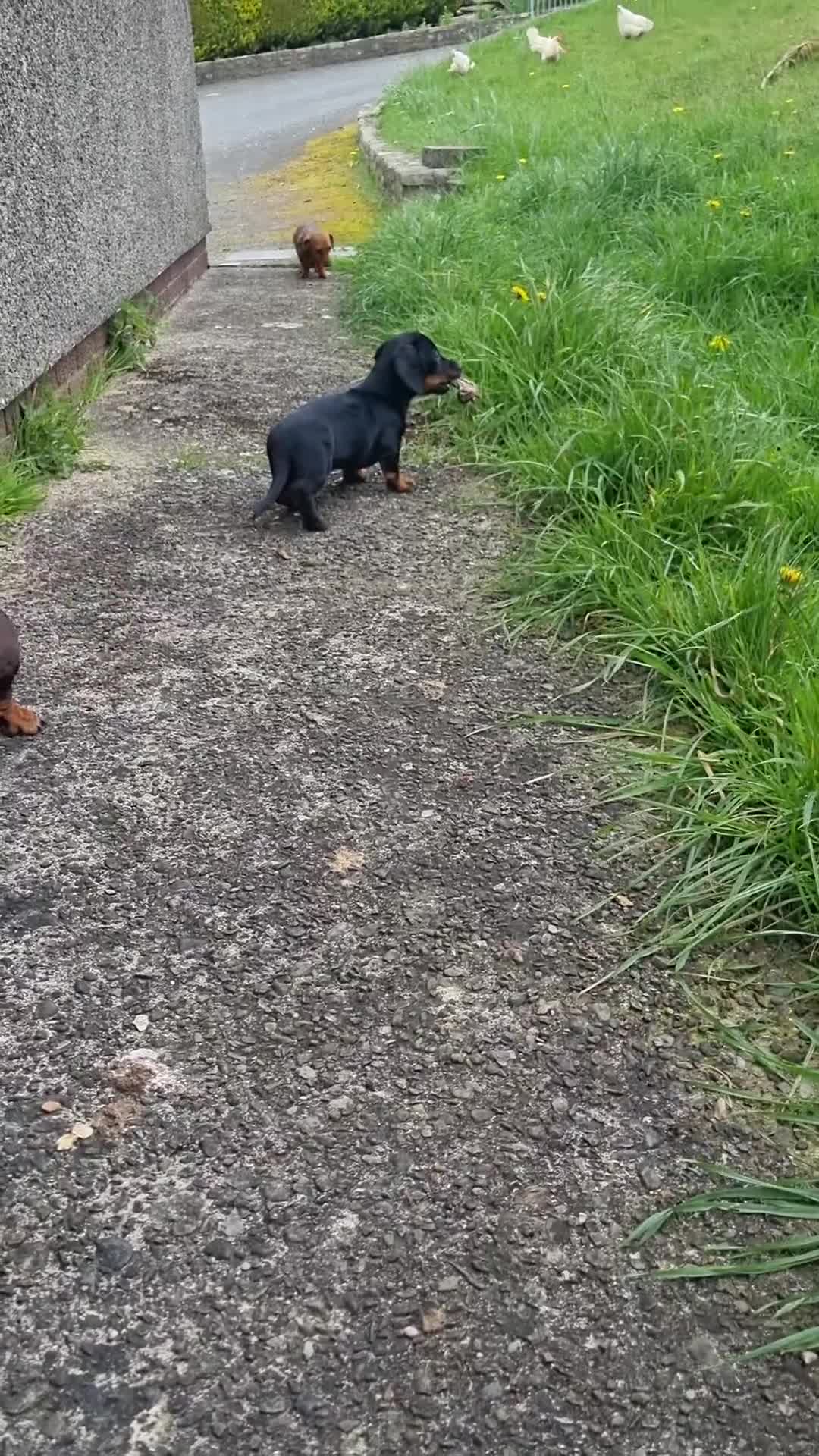 Miniature Dachshund dogs for sale: KC registered black and tan dachshund  - Video 2