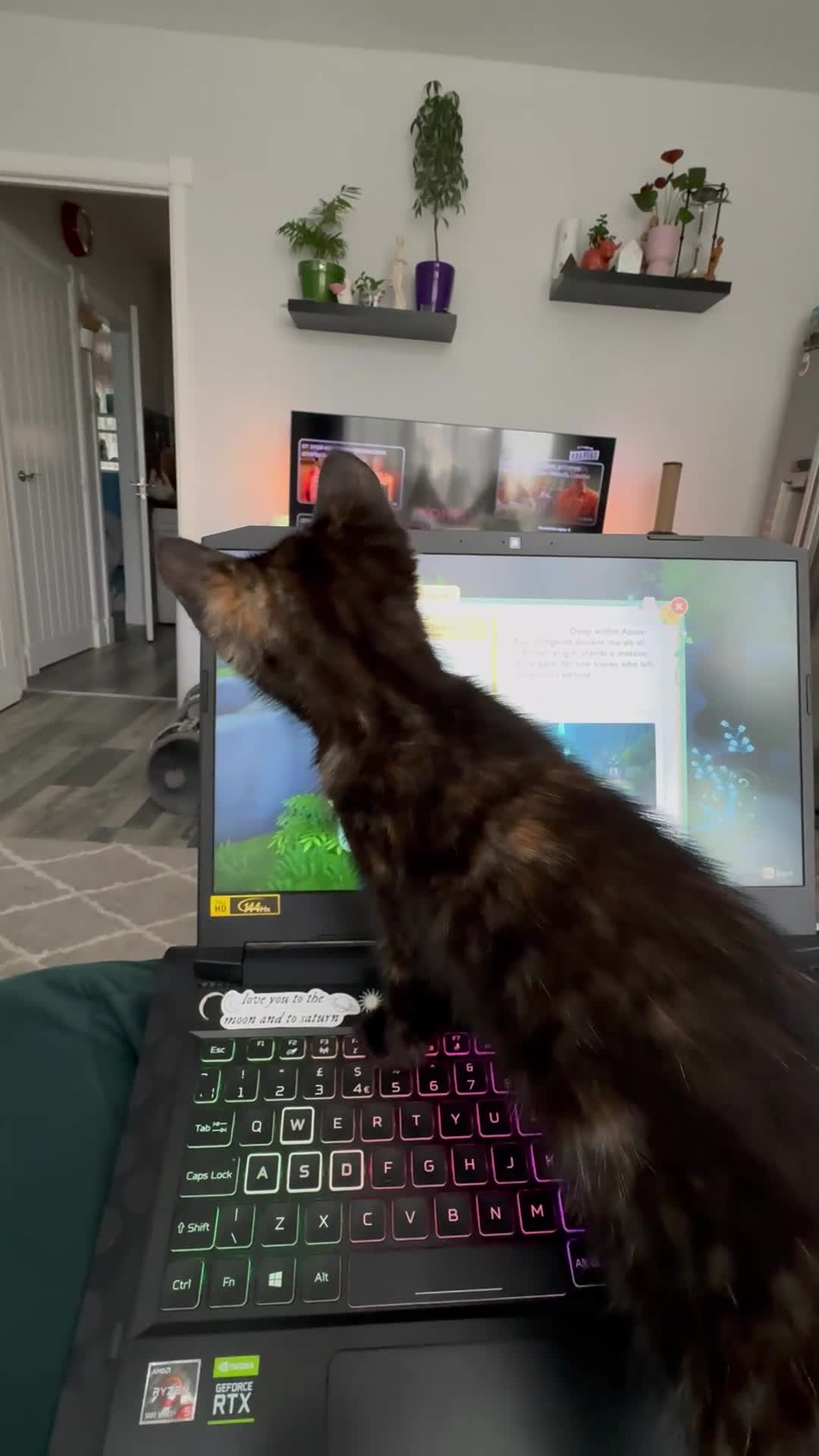 Mixed Breed cats for sale: Beautify taby girl - Video 1