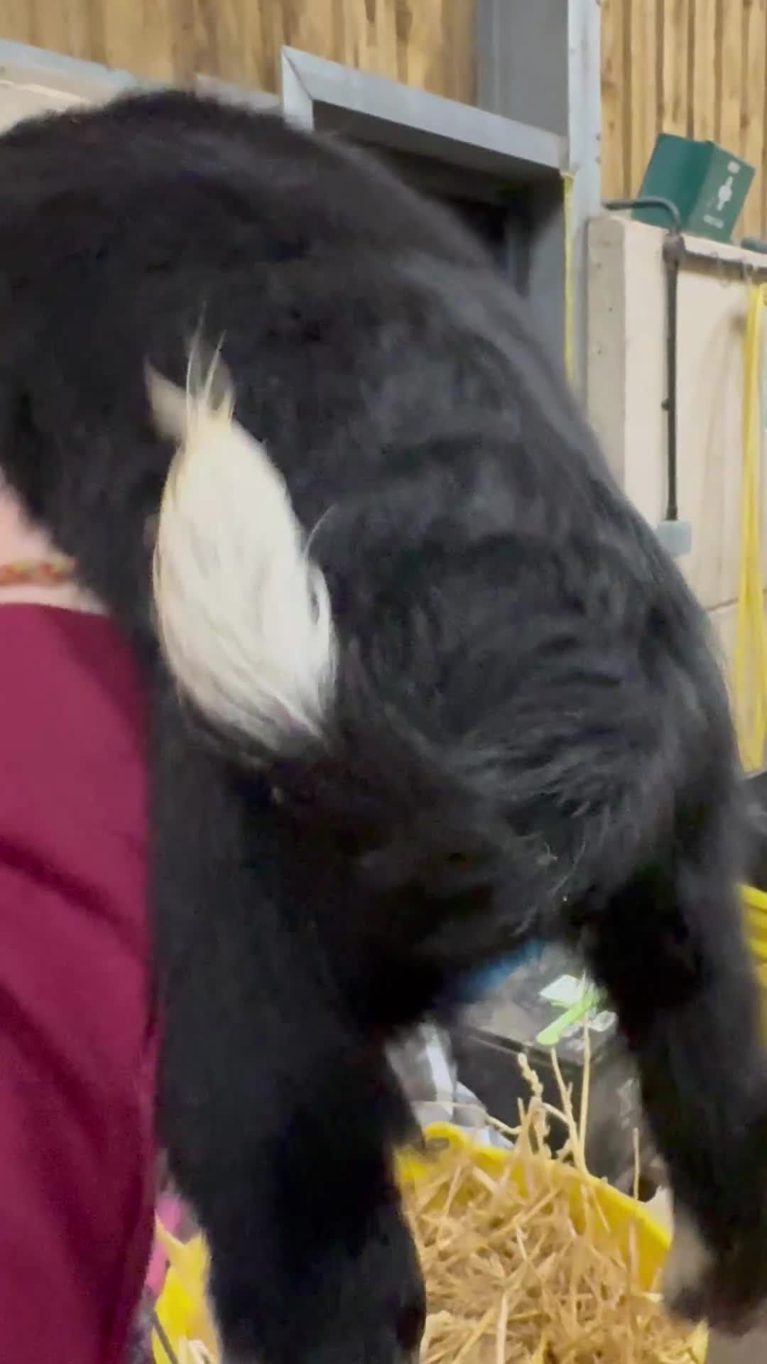 Sprollie dogs for sale: Beautiful Sprollie puppies - Video 3