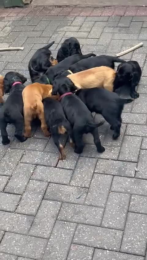 Cocker Spaniel dogs for sale: Mr Mark Hulme in Sandbach - Video 1