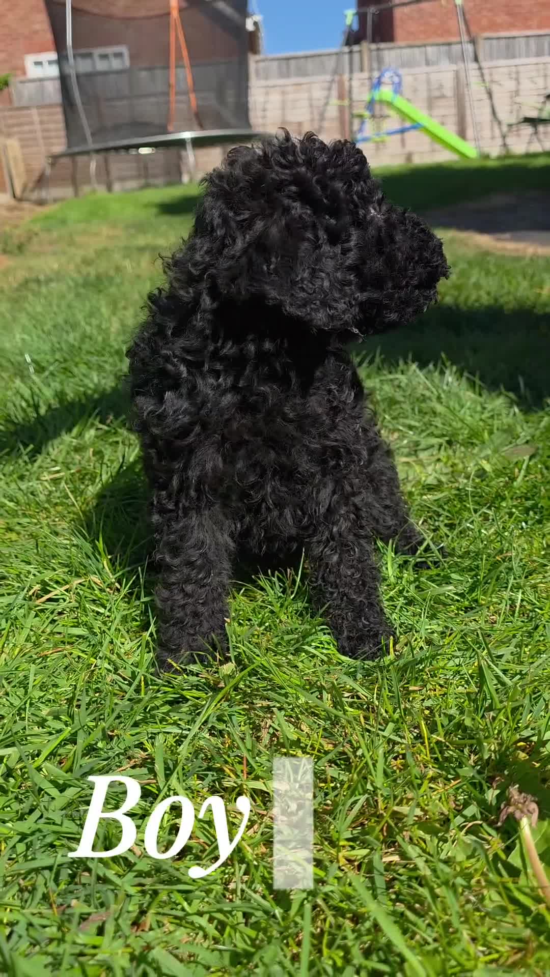 Mixed Breed dogs for sale: Miniature labradoodle cockapoo x bedlington  - Video 2