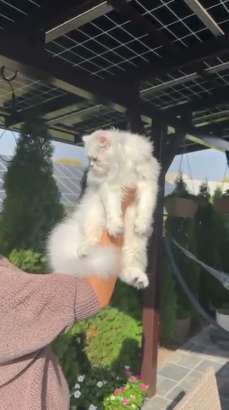 British Longhair cats for sale: Stunning BLH boy Black Golden Sunshine (nv 12) - Video 2