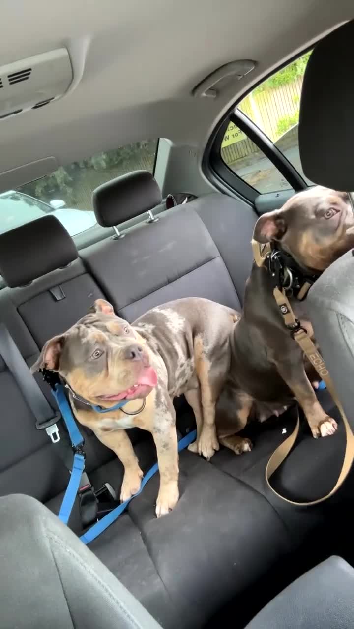 American Bully dogs for sale: Beautiful tri merle American pocket bully  - Video 1