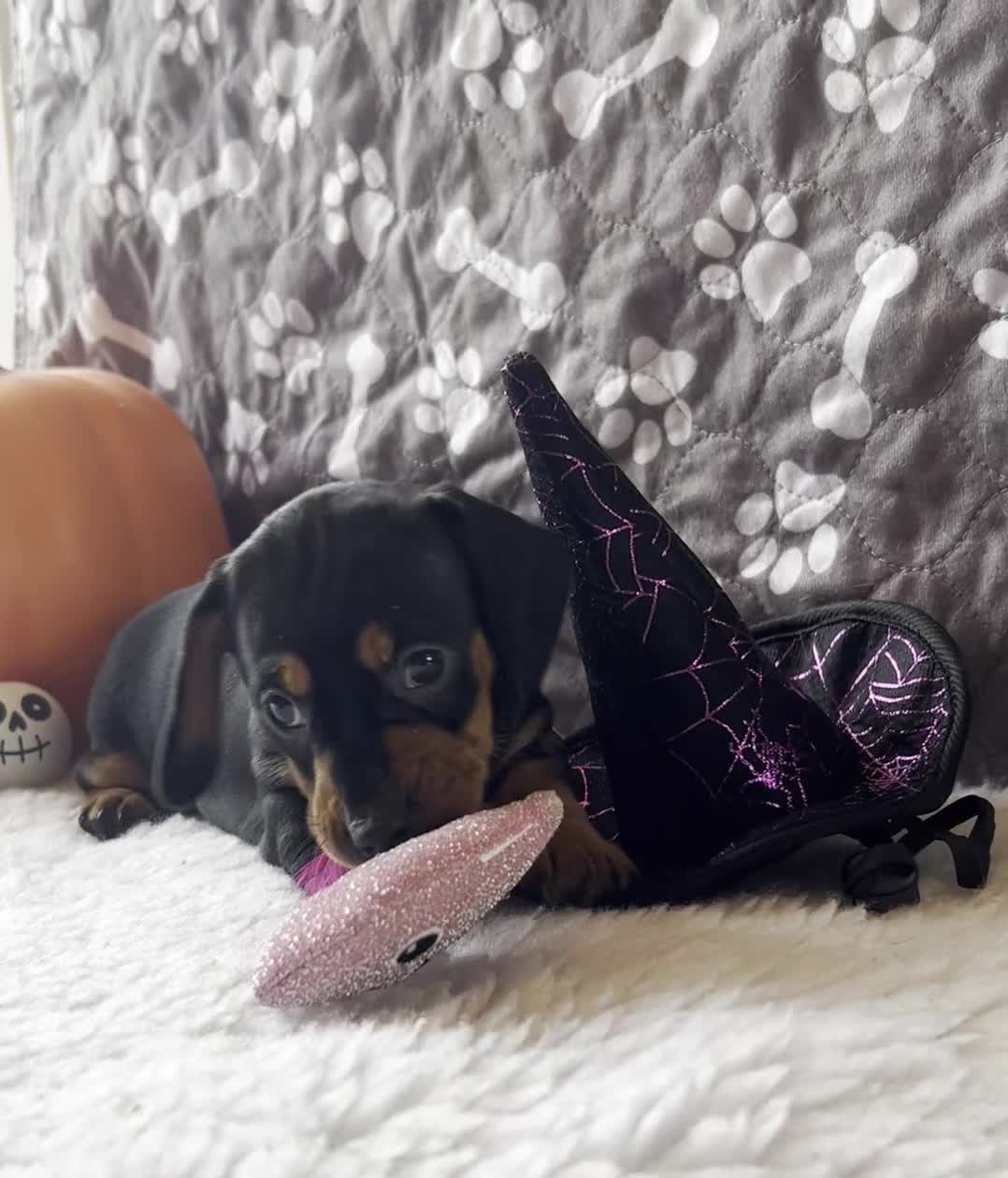 Dachshund dogs for sale: Beautiful Dachshund Puppies Ready to go 8th Nov  - Video 2