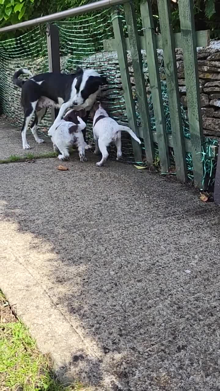 Mixed Breed dogs for sale: Cocker x sprollie  - Video 2