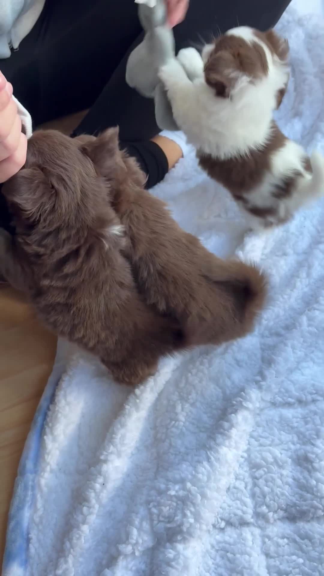 Chihuahua dogs for sale: Russian long hair Chihuahuas - Video 1