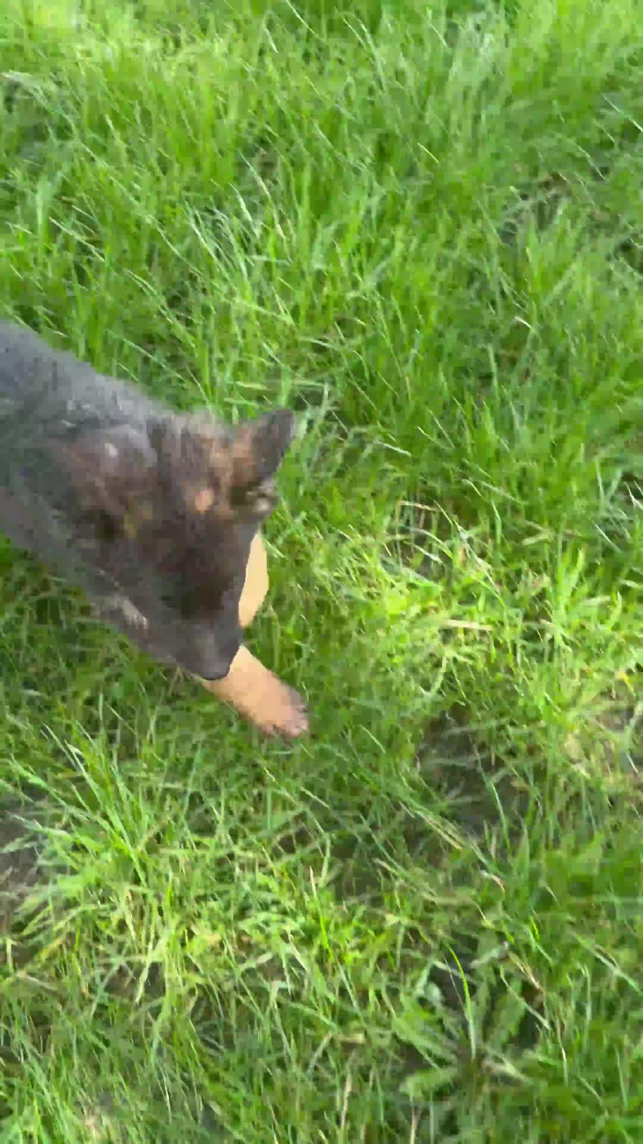 German Shepherd dogs for sale: PGS long coat puppy ready to move at a new home - Video 1