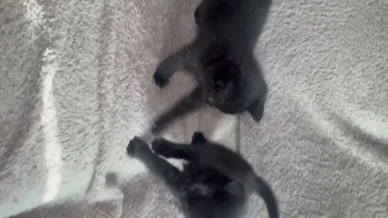 Mixed Breed cats for sale: One boy one girl in Blyth - Video 3