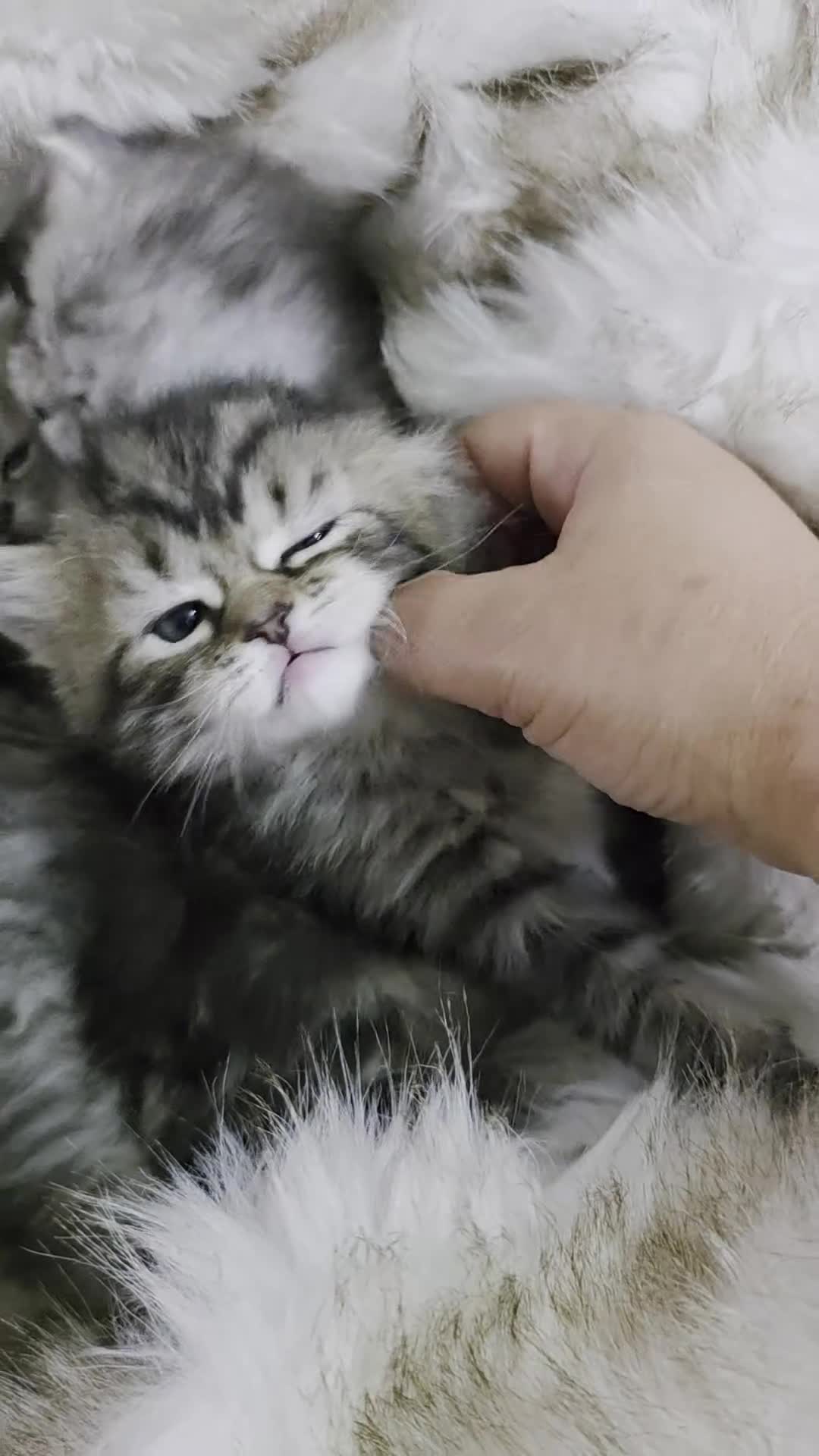 Persian cats for sale: Persian kittens  - Video 1