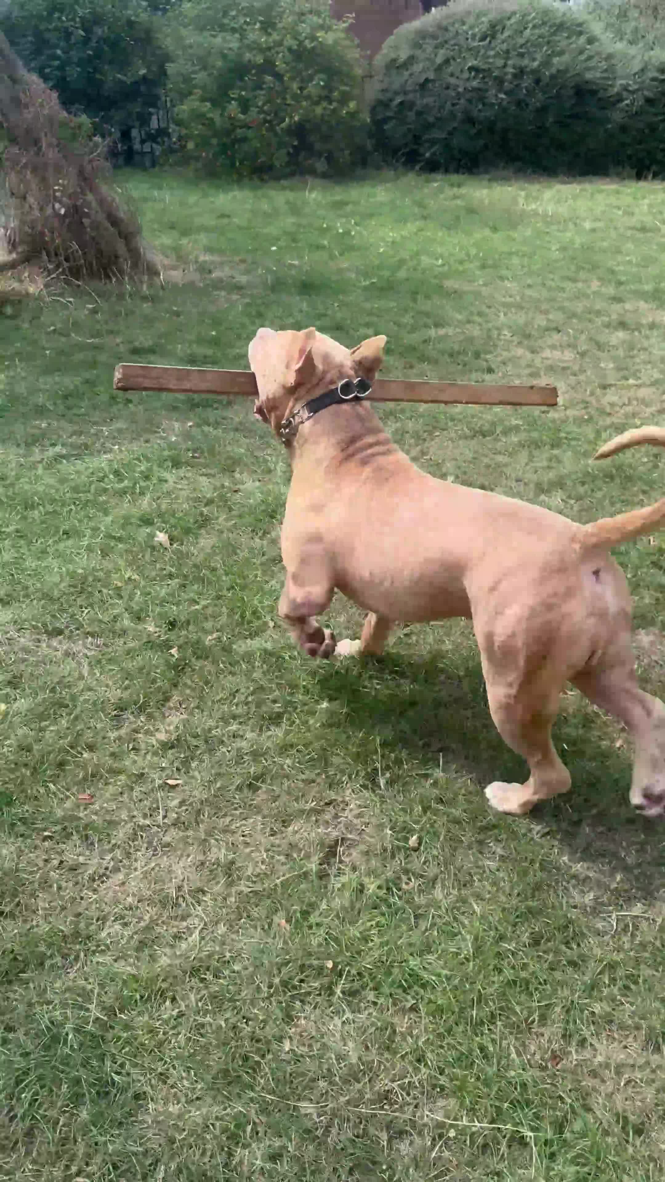 American Bully dogs for sale: Urgently needs to rehome due to moving  in Edgware - Video 1