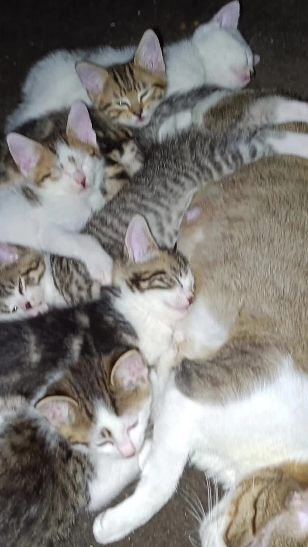 Bengal cats for sale: Cat kitten  - Video 1