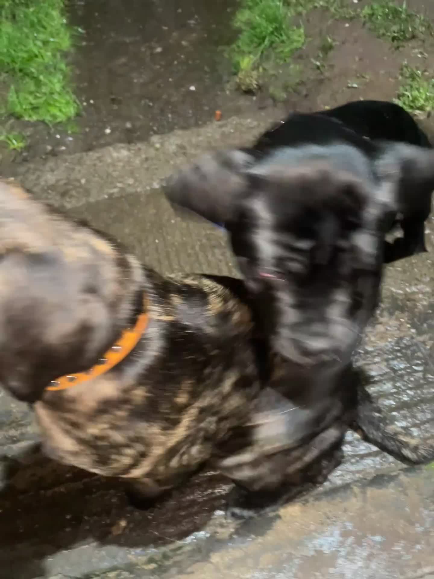 Cane Corso dogs for sale: 3 Beautiful cane corso Puppies for Sale - Video 3