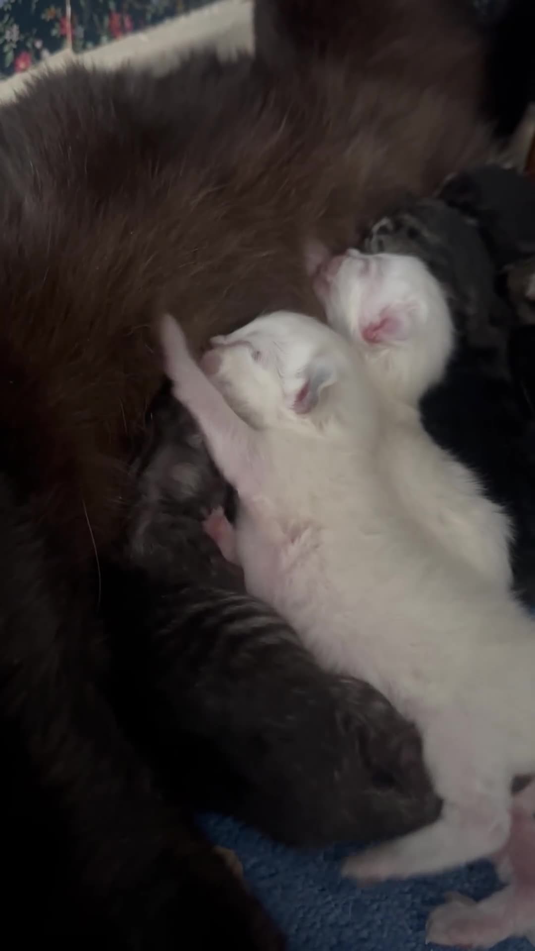 Perdoll cats for sale: PERDOLL (PERSIAN-RAGDOLL) KITTENS - Video 1