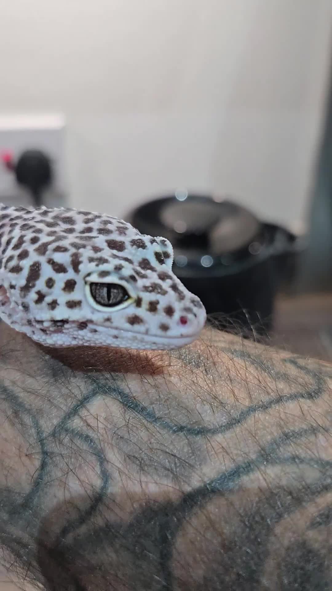 Leopard Gecko reptiles for sale: Tug snow female for sale - Video 1