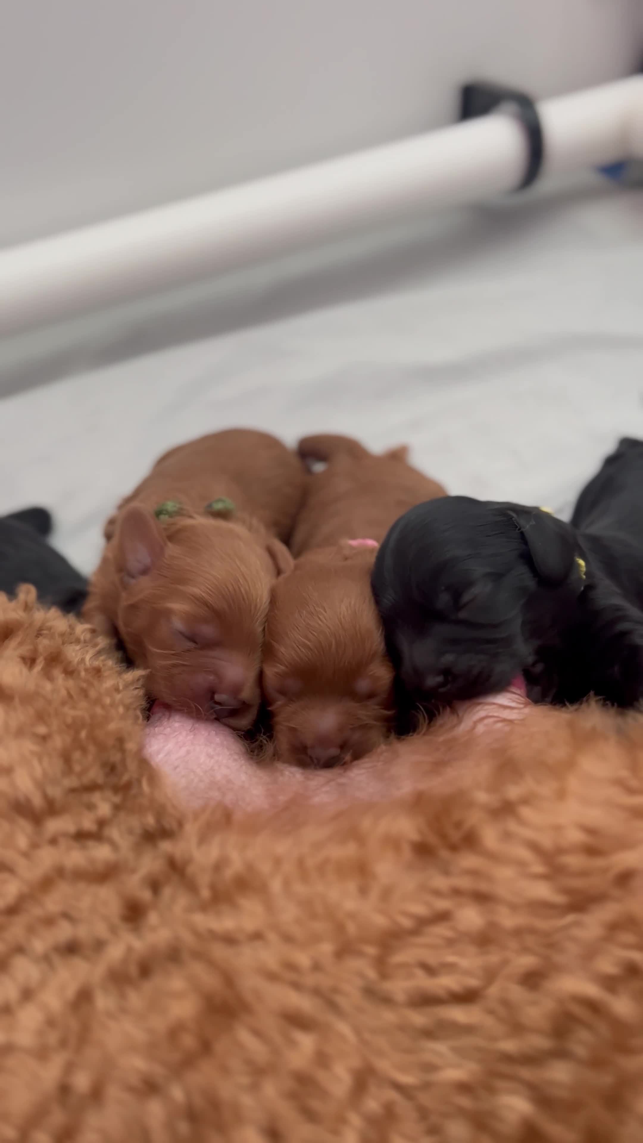 Cavapoo dogs for sale: Fully Health Tested F1 Cavapoo Puppies - 2 Left - Video 2