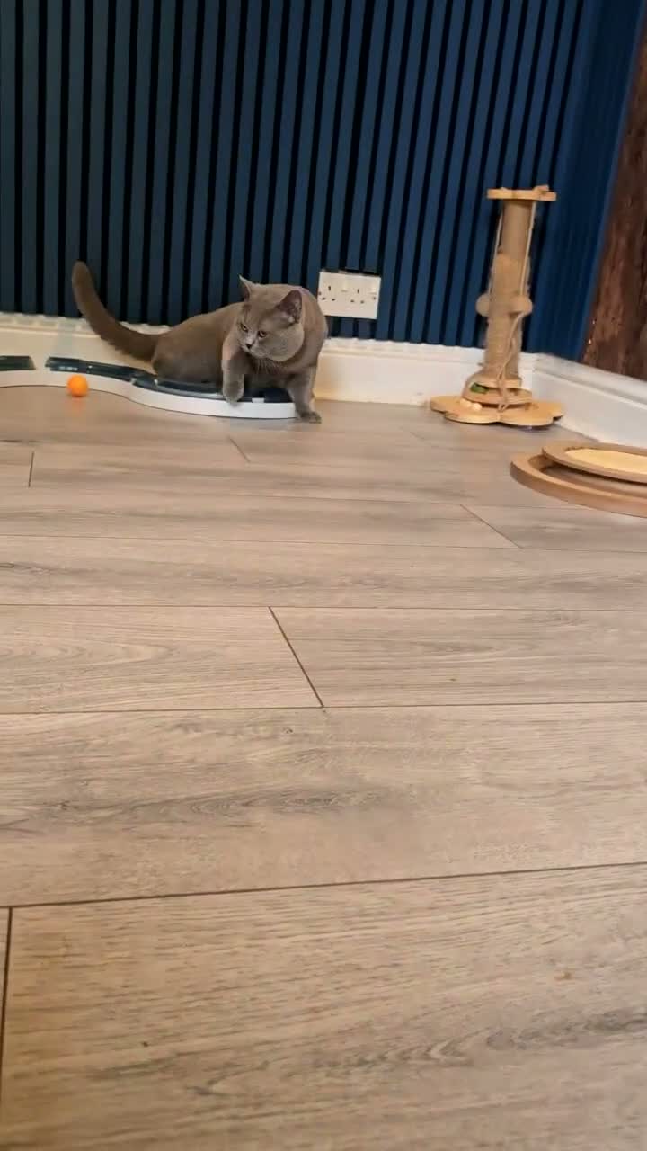 British Shorthair cats for stud: GCCF/TICA British Shorthair Stud - Video 1